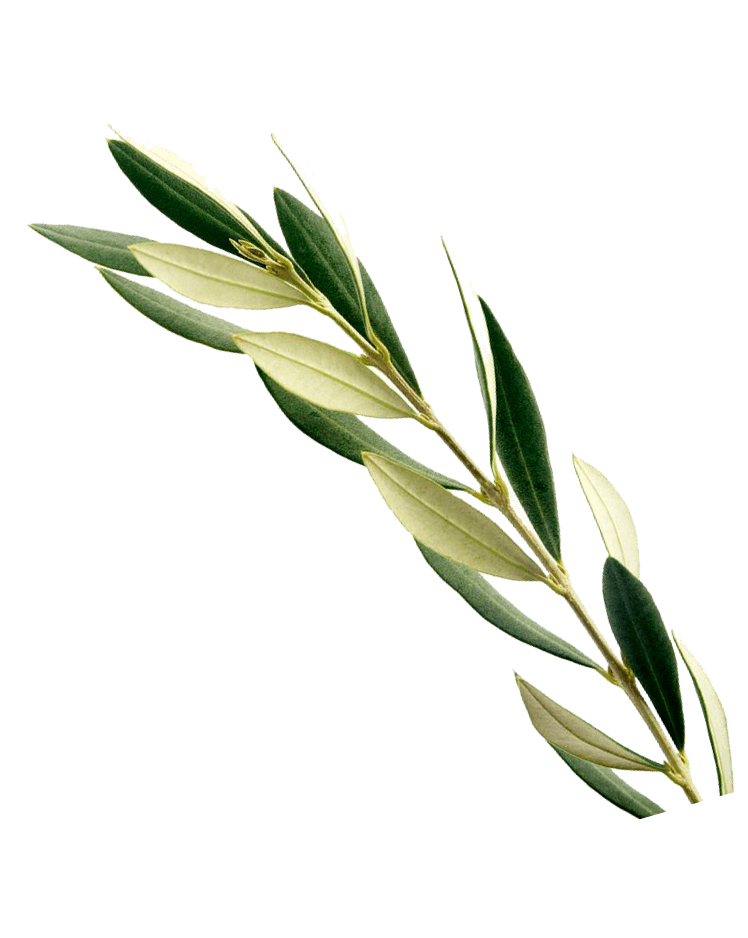 destination-spain-mediterranean-location-olive-min